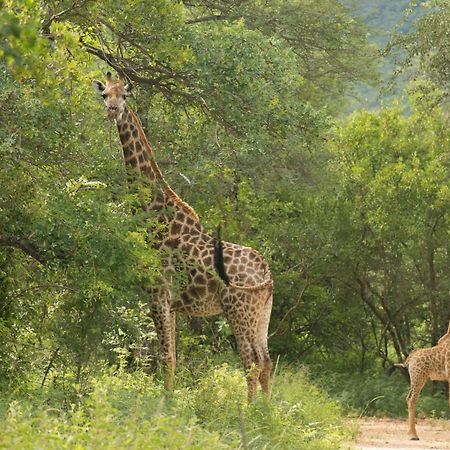 Cape Vulture Conservancy Hoedspruit Dış mekan fotoğraf