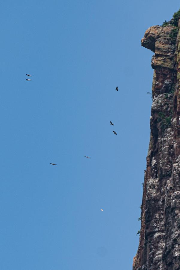 Cape Vulture Conservancy Hoedspruit Dış mekan fotoğraf