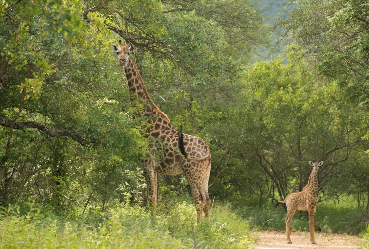 Cape Vulture Conservancy Hoedspruit Dış mekan fotoğraf